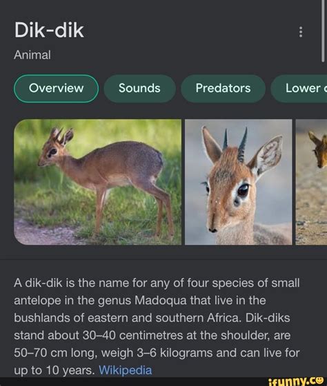 Dik-dik Animal Sounds Predators Lower " A dik-dik is the name for any of four species of small ...