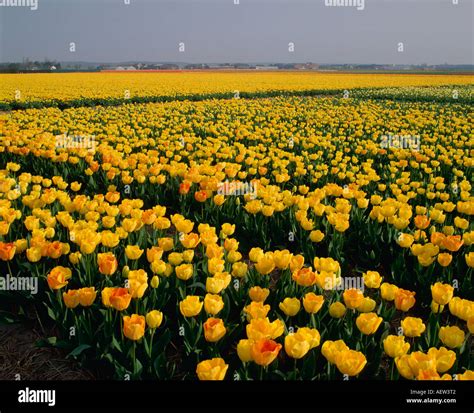 Tulip fields Netherlands Stock Photo - Alamy