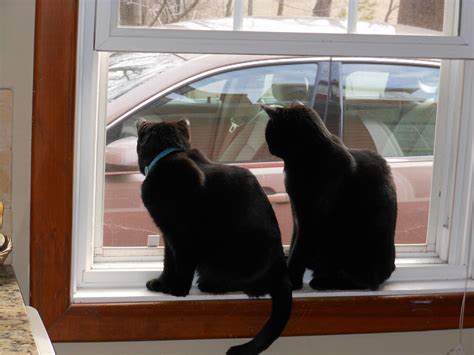 Window cats.... | Beautiful cats, Cats, Animals