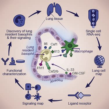 《Cell》被低估的肺发育重要玩家——嗜碱性细胞 - 生物通