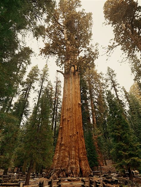 The Meet the Giant Sequoia, the ‘Super Tree’ born to withstand fire – Homie Daily