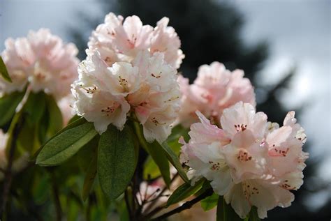 Rhododendron Blooming in Dandenong Ranges Botanic Garden, Victoria 2024 ...