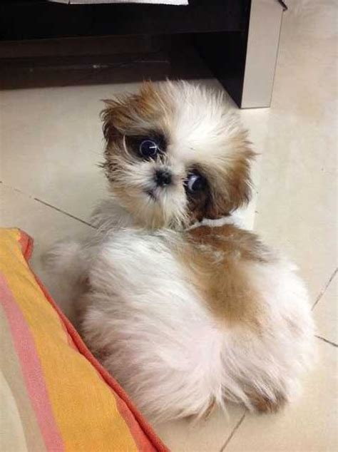 Shih Tzu for Free Adoption | ... shih tzu FOR SALE ADOPTION from Johor Johor Bahru,free ...