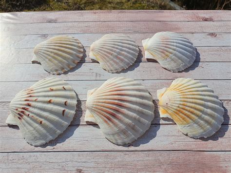 Scallop Shells Large UK Washed White Natural Scallop Shell - Etsy UK