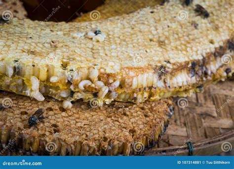 Honey comb with bee larvae stock image. Image of grill - 107314881