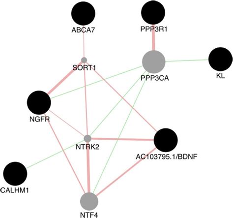 Gene-gene interaction network. The graph represents possible... | Download Scientific Diagram