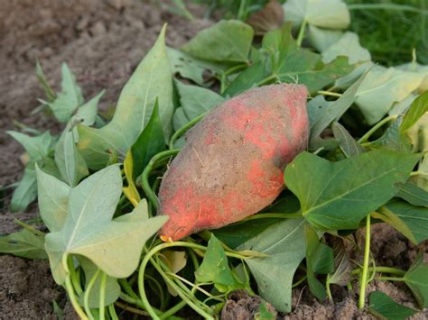 Sweet Potato Types - Growing Different Varieties Of Sweet Potatoes