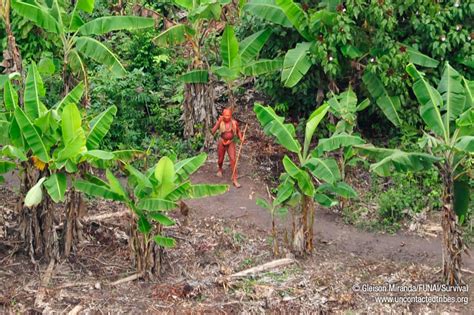 Incredible new photos of uncontacted tribe in the Amazon