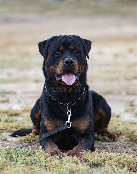 Training of rottweiler stock image. Image of police - 263408021