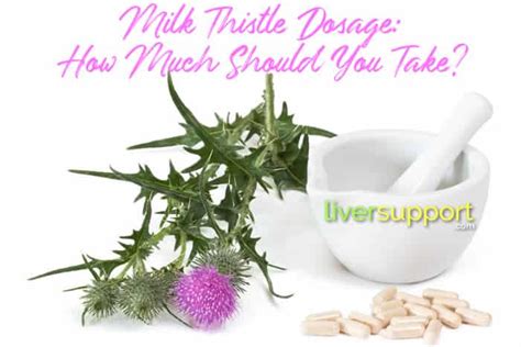 Milk Thistle Dosage | How Much Milk Thistle Should You Take? I ...