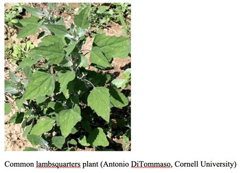 Weed of the Week: Common Lambsquarters – CCE Eastern NY Commercial ...