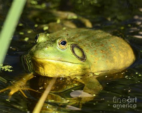 Green Toad Photograph by Dennis Hammer - Fine Art America