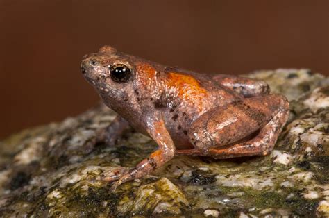 Katak Kecil Bermulut Sempit, Jenis Baru yang Sensitif pada Perubahan ...