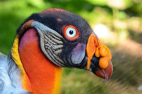 10 vogels die van een andere planeet lijken te komen maar die wel echt ...