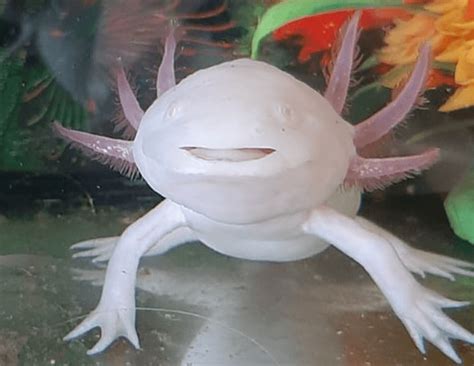 15+ Axolotl Colors: Common & Rare Types of Axolotl - More Reptiles