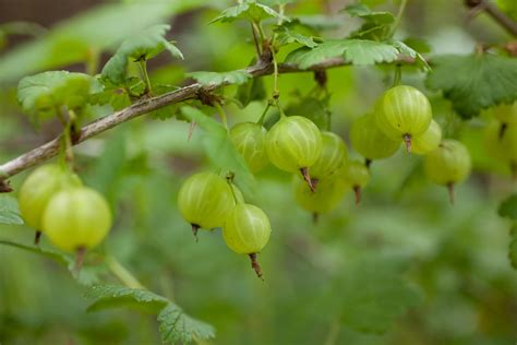 Gooseberry · George Washington's Mount Vernon