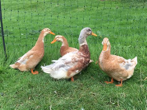 Saxony | Ducks | Breed Information | Omlet