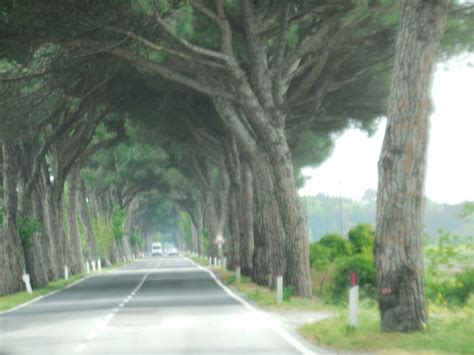 Road from Pisa to Livorno, Italy | Livorno, Italy, Shore excursions