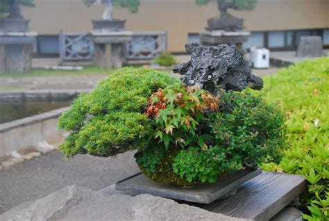 Bonsai On Rock: Selecting Perfect Trees and Rocks