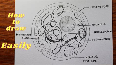 Structure Of Nucleus How To Draw Structure Of Nucleus Nucleus | Porn ...