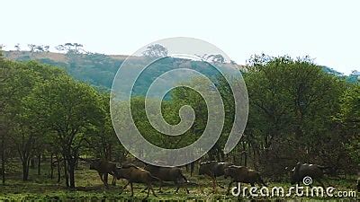 A herd of buffalo running stock footage. Video of reserve - 99615458