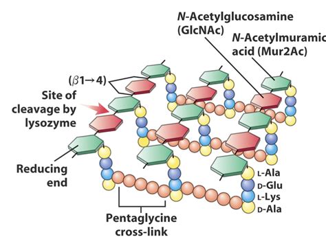 Peptidoglycan Structure Analysis - Creative Proteomics