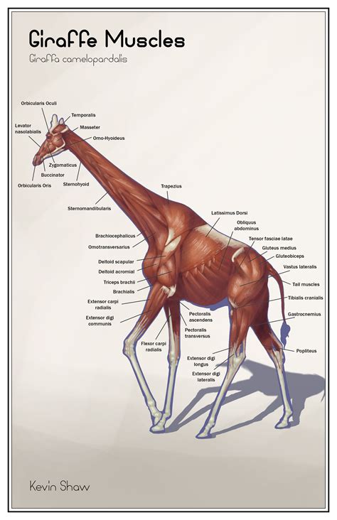 Parts Of A Giraffe