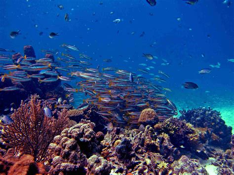 4 Hal Menarik Tentang Terumbu Karang di Indonesia — Biorock Indonesia