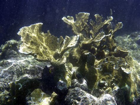 Free Images : sea, ocean, seaweed, coral reef, invertebrate, algae, aquarium, underwater world ...
