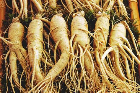 Ginseng Plant: Best Varieties, Growing Guide, Care, and Harvest