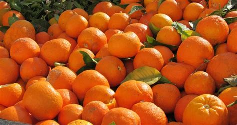 16 Different Types of Citrus Trees (with Pictures) | House Grail