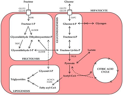 Nutrients | Free Full-Text | Fructose Consumption, Lipogenesis, and Non-Alcoholic Fatty Liver ...