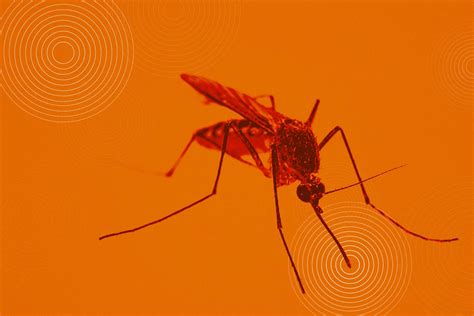 Deadly Dengue Virus Hijacks Mosquito Saliva To Spread Sickness