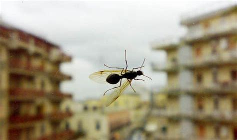 Flying ants swarm: When do flying ants come out in the UK? | UK | News ...