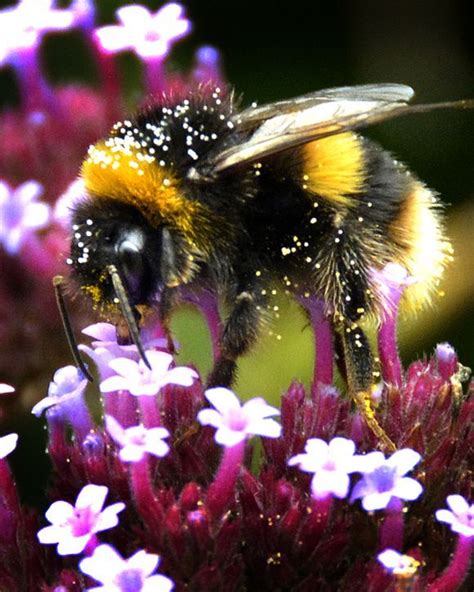 love this bee | Nature photographs, National geographic photos, Bee