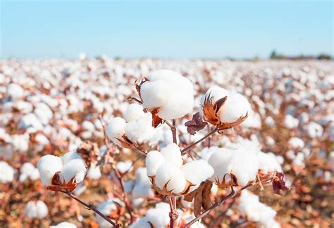 Top Cotton Producing Countries In The World - WorldAtlas