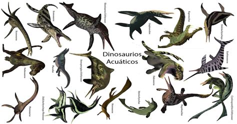 Dinosaurios acuáticos | Tipos de reptiles marinos - The Box Immersion