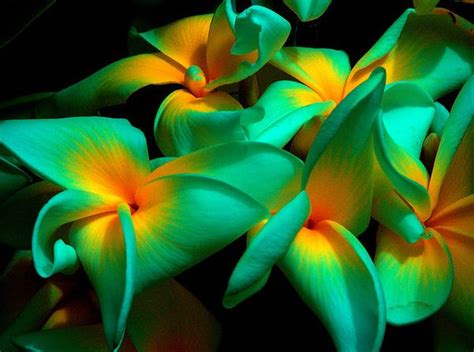 Top 15 Most Exotic Flowers Around The World