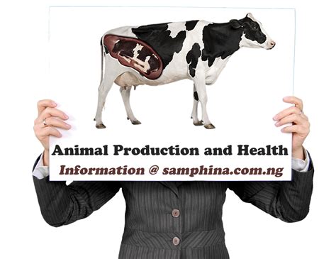 Universities That Offer Animal Production and Health