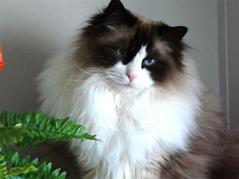 Ragdoll Cat Personality, Characteristics and Pictures - InspirationSeek.com