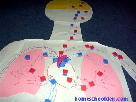 Human Body System - Heart and Circulatory System Activities - Homeschool Den