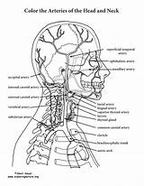 Human Anatomy Coloring Pages Free Sketch Page sketch template