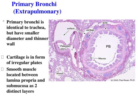 PPT - Respiratory System Histology PowerPoint Presentation, free download - ID:9414806