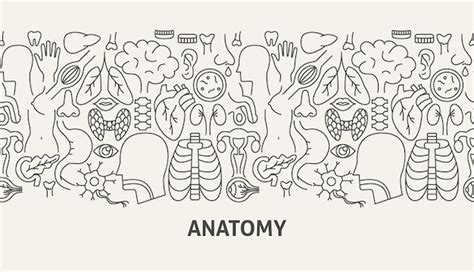 Premium Vector | Anatomy banner concept