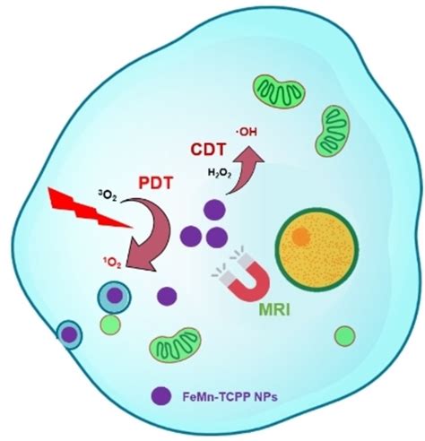 Fe/Mn‐Porphyrin Coordination Polymer Nanoparticles for Magnetic Resonance Imaging (MRI) Guided ...