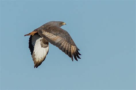 Augur Buzzard - Buteo augur - pber150388