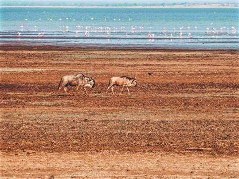 Lake Manyara Safari Tanzania | Lake Manyara Tour | Pocket Wanderings