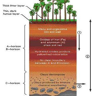 Soil Profile (1) Heavy leaching of silica and bases due to high... | Download Scientific Diagram