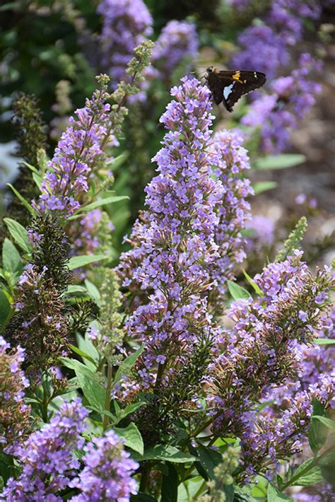 High Five Purple Butterfly Bush (Buddleia 'Podcept1') in Toledo Pemberville Perrysburg Maumee ...