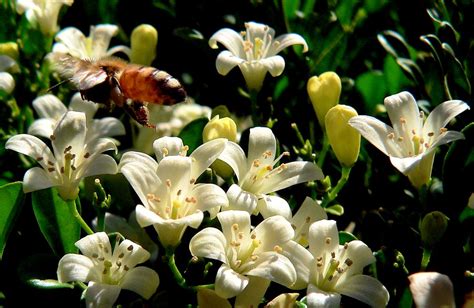 bee with small white flowers | in my garden at Rothwell a be… | Flickr